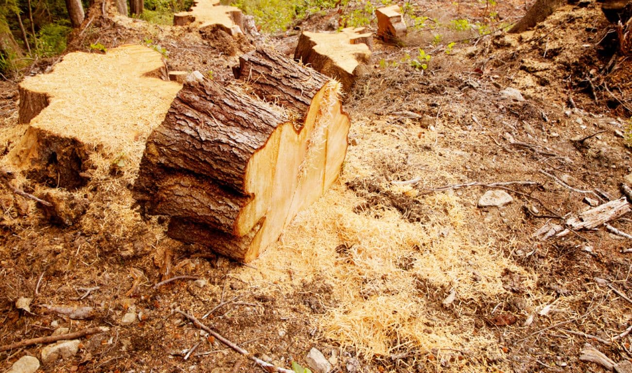 Stump Removal